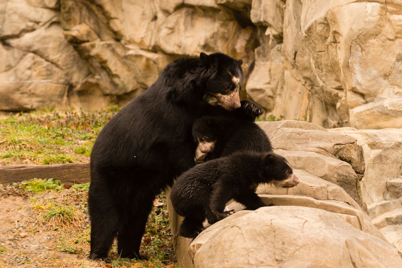 Andean Bear Cubs